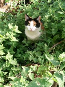 Bea in Catnip Heaven